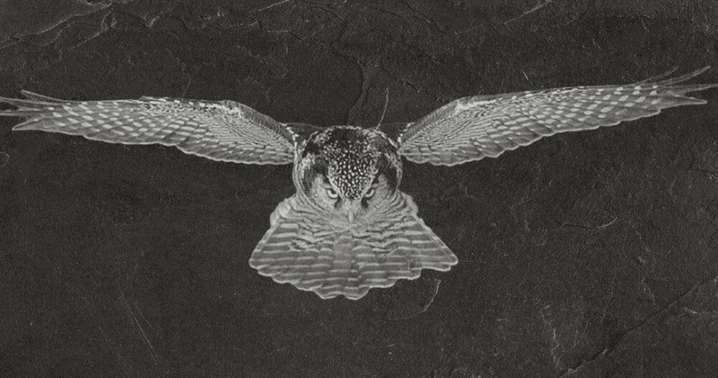 Hawk Owl PNG Set Flying & Perched Owl | 5 Wildlife Bird Digital Downloadsor download. Wildlife Images for Slate, Cork Birch Wood