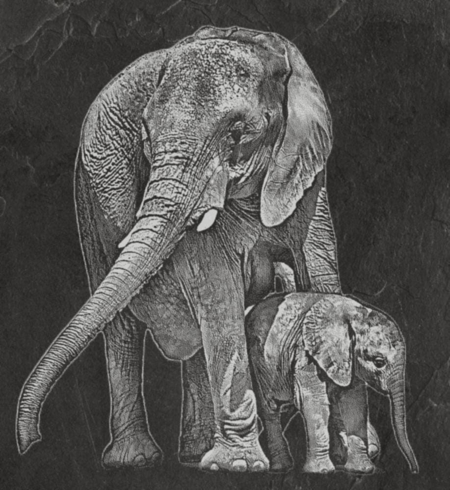 Elephant in Savannah PNG Bundle | African Elephant Wildlife Art | 14 PNG Files – 2 ZIP Downloads