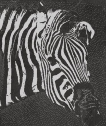 Zebra PNG Laser Engraving | Digital Download