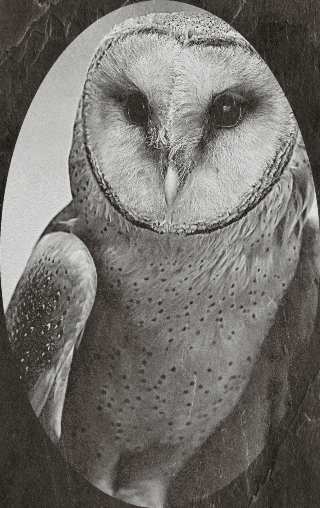Barn Owl Tyto alba PNG Bundle – 15 png digital files for download. Wildlife Images for Slate, Cork & Birch Wood Engraving