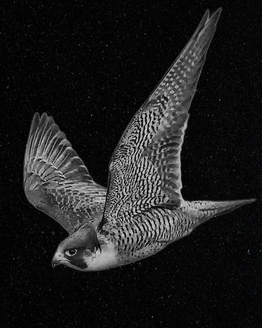 Peregrine Falcon PNG Bundle – Perched, Flying & Nesting with Chicks | 10 Files in 2 ZIPs