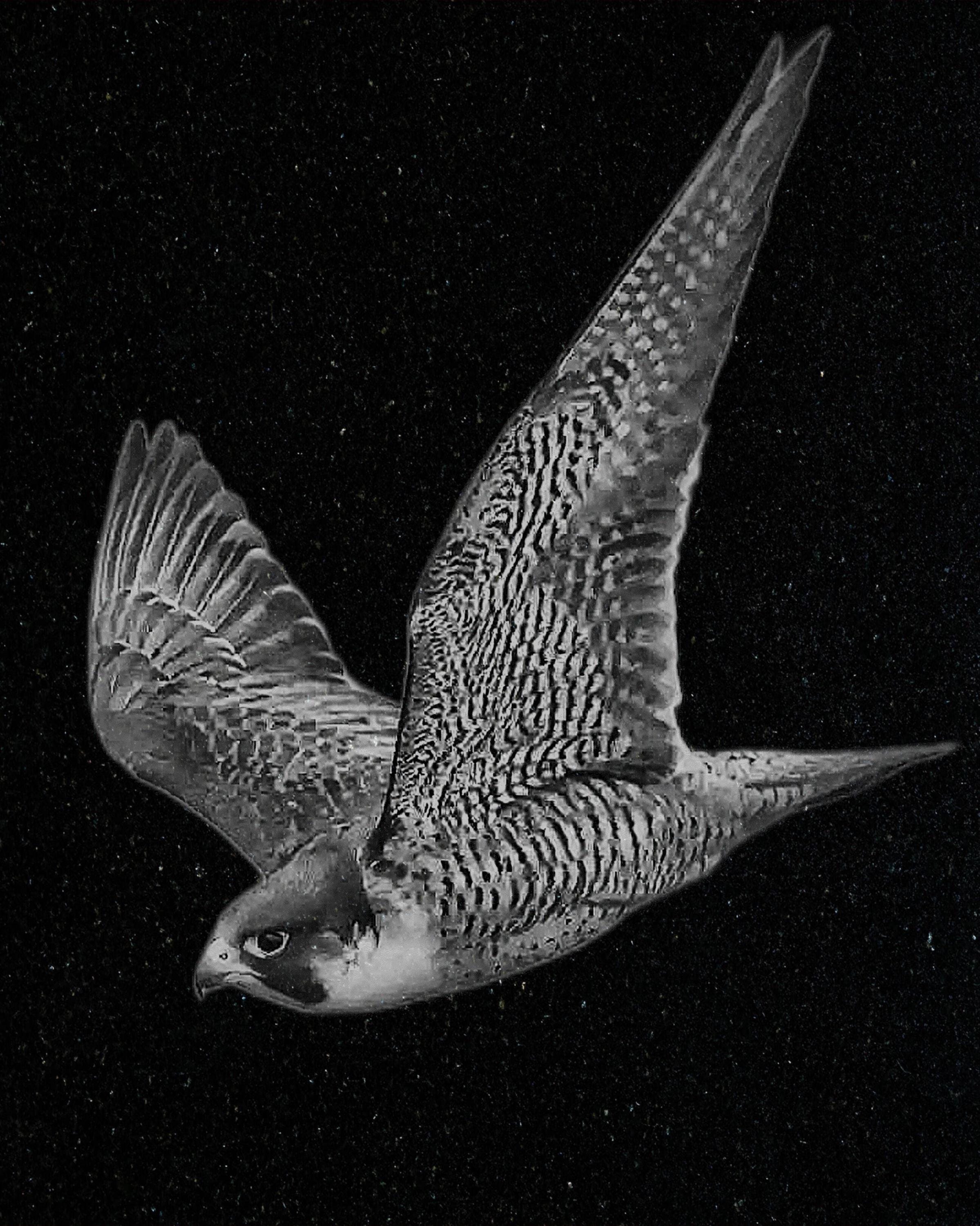 Peregrine Falcon PNG Bundle – Perched, Flying & Nesting with Chicks | 10 Files in 2 ZIPs