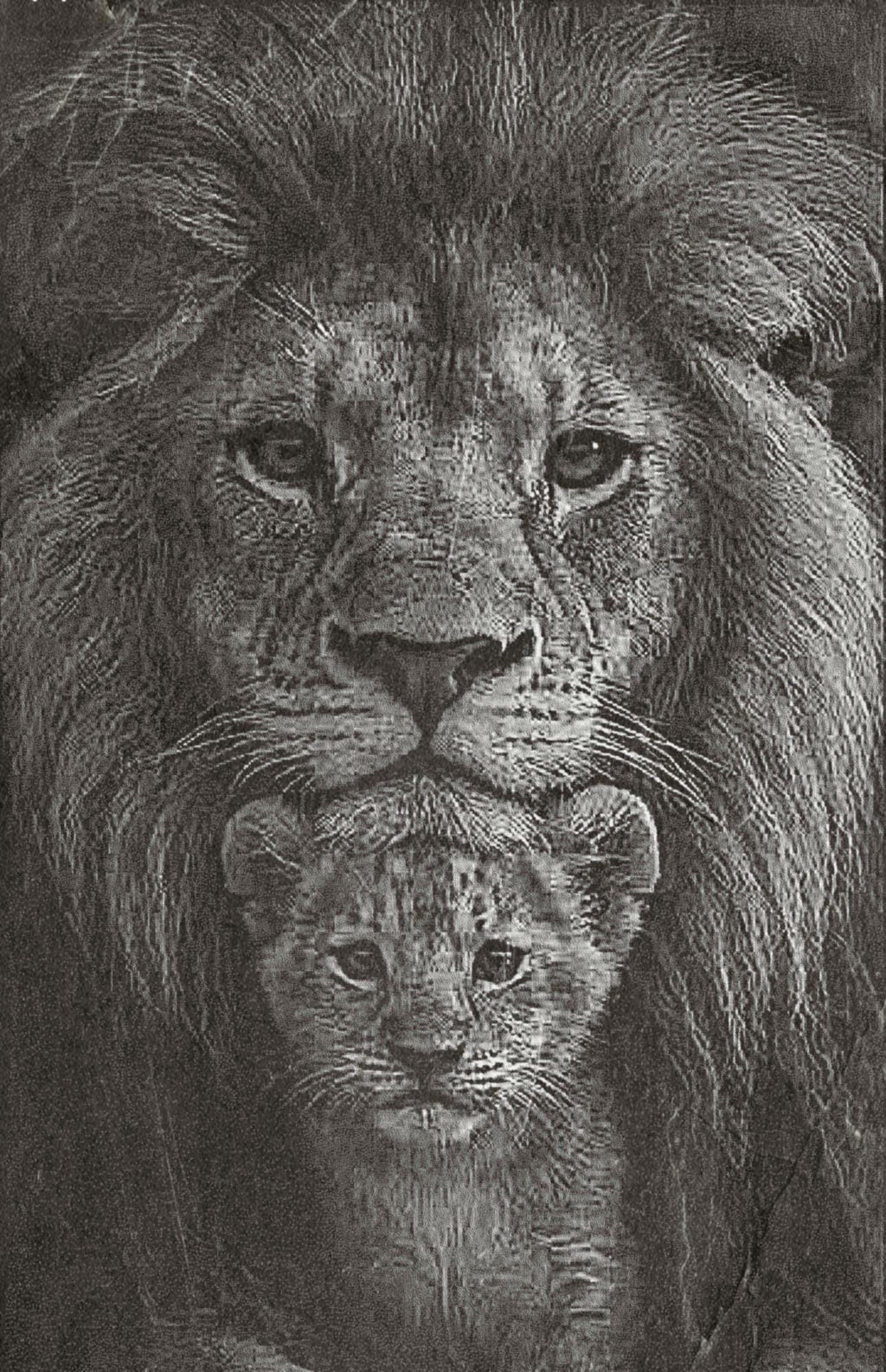 Lion Waterhole PNG Set – 5 Images | Lionesses Portrait & Playful Cubs | Wildlife Laser Engraving | Digital Download