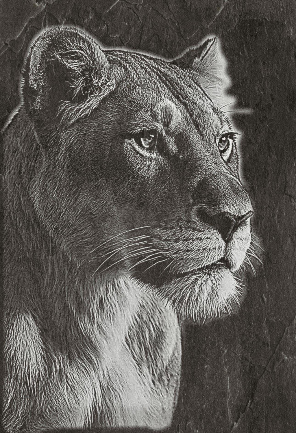 Lion Waterhole PNG Set – 5 Images | Lionesses Portrait & Playful Cubs | Wildlife Laser Engraving | Digital Download