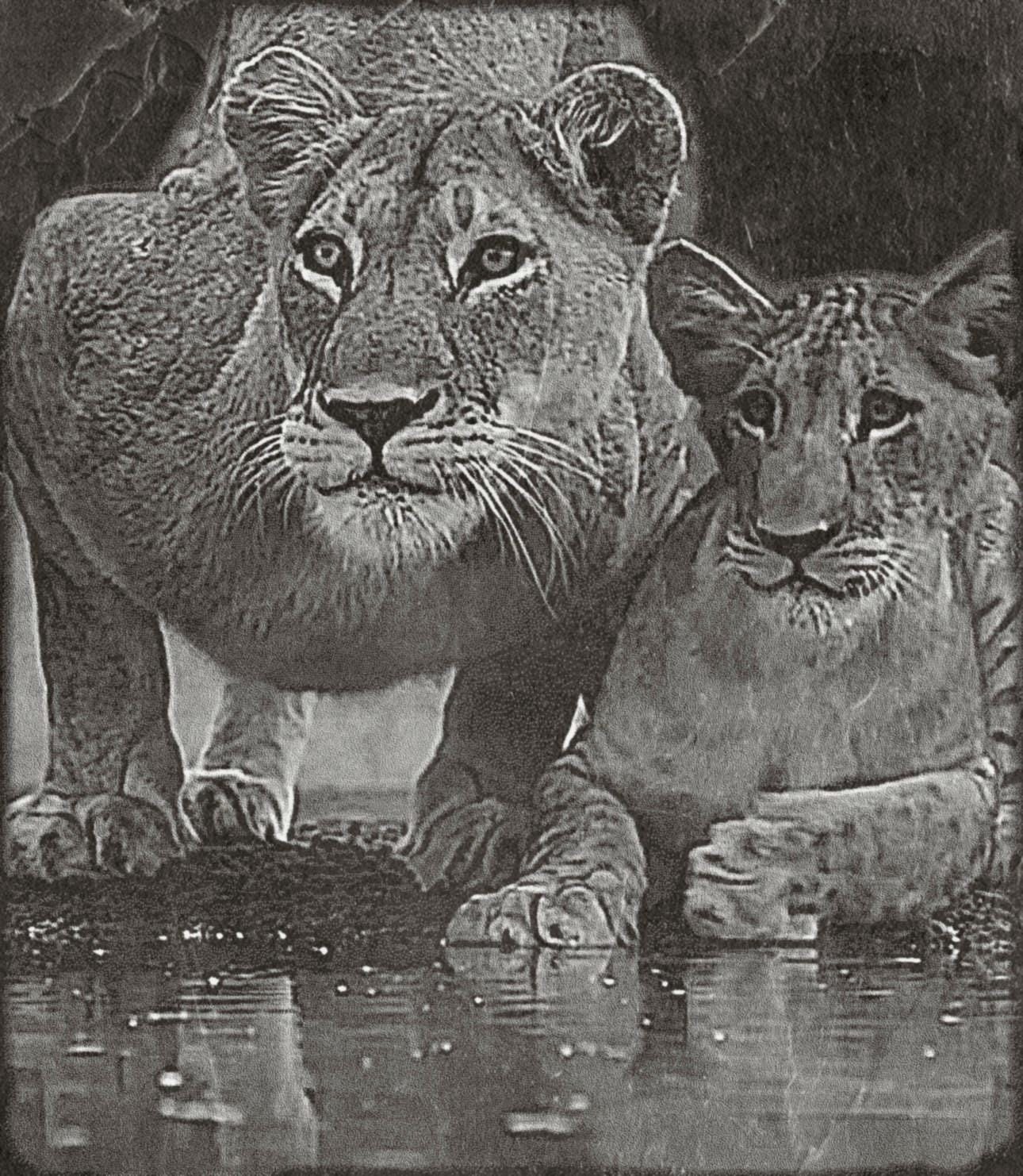 Lion Waterhole PNG Set – 5 Images | Lionesses Portrait & Playful Cubs | Wildlife Laser Engraving | Digital Download