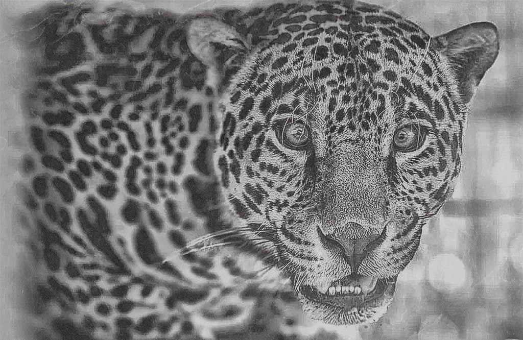 Jaguar PNG Bundle for laser engraving – 6 Wildlife Images | Big Cat Digital Download ZIP