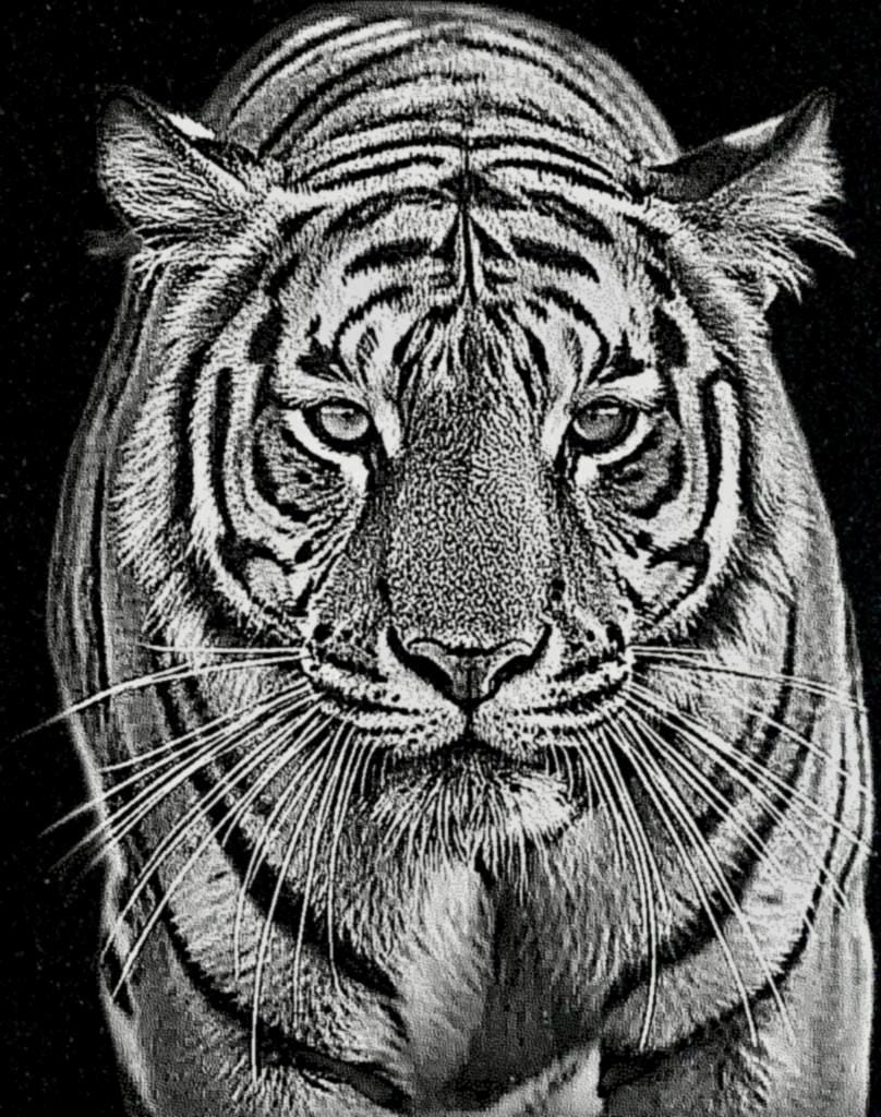 Big Cats Portrait PNG Bundle – Tigers, Cheetah, Puma & Jaguar | 16 Files in 3 ZIPs