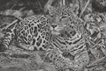 Jaguar PNG Bundle for laser engraving – 6 Wildlife Images | Big Cat Digital Download ZIP