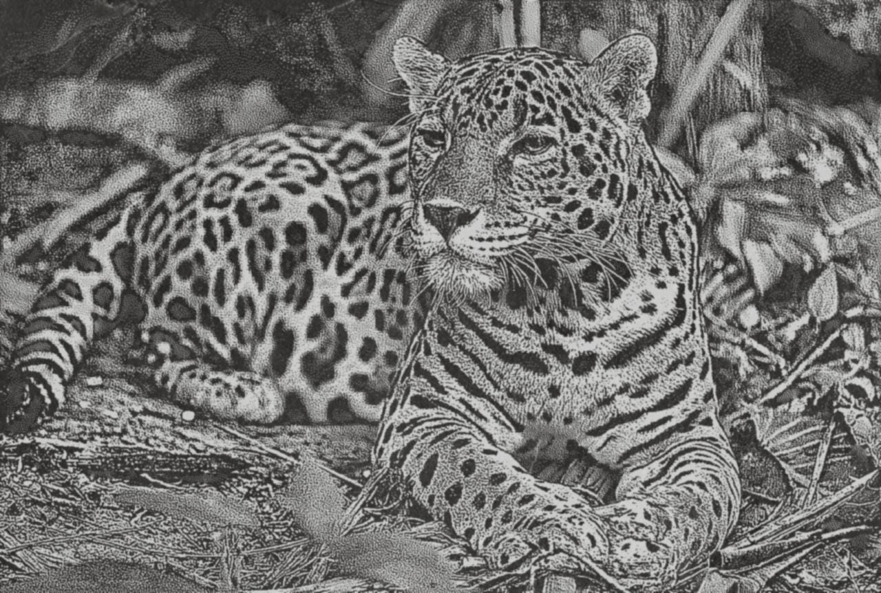 Jaguar PNG Bundle for laser engraving – 6 Wildlife Images | Big Cat Digital Download ZIP