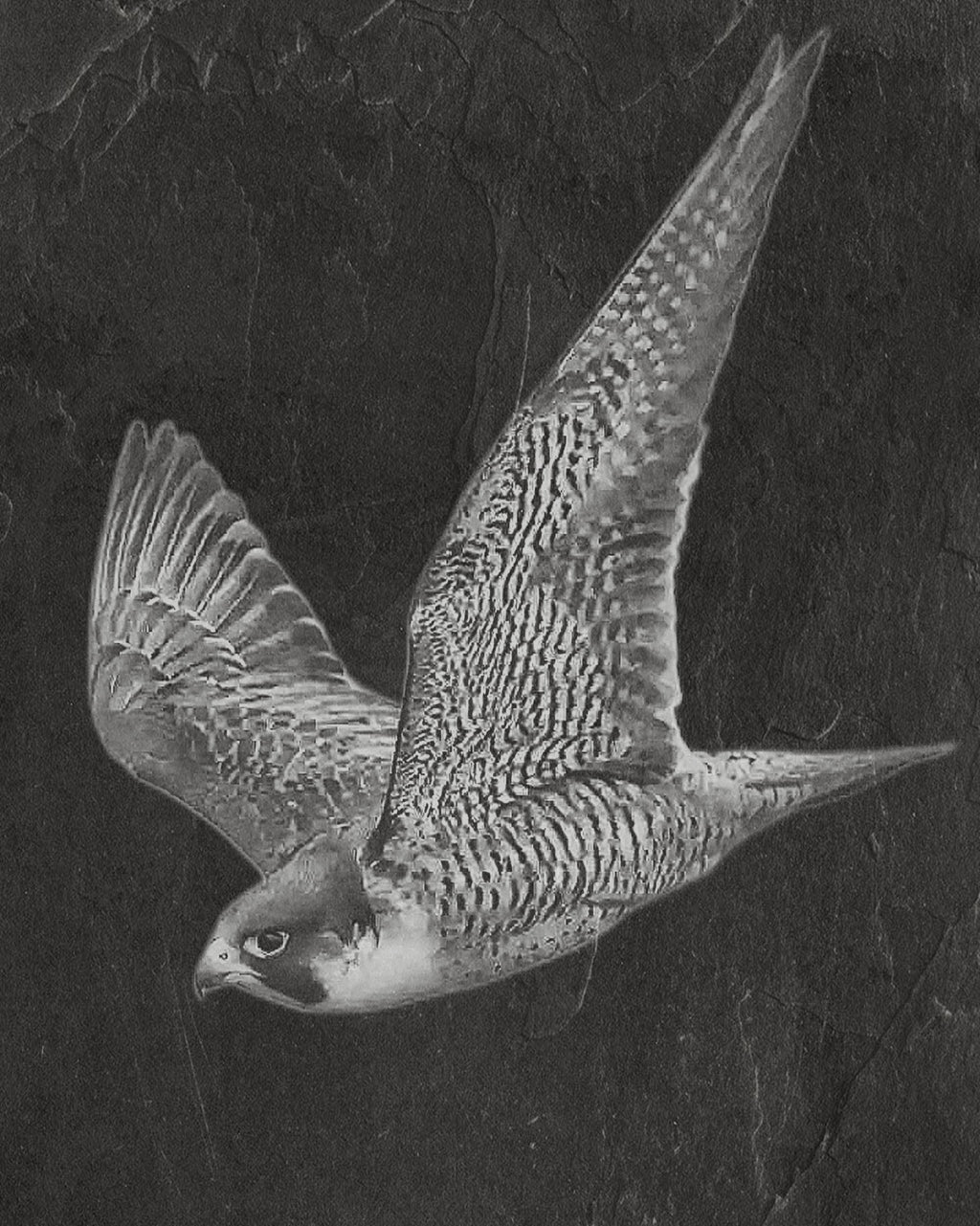 Peregrine Falcon PNG Bundle – Perched, Flying & Nesting with Chicks | 10 Files in 2 ZIPs