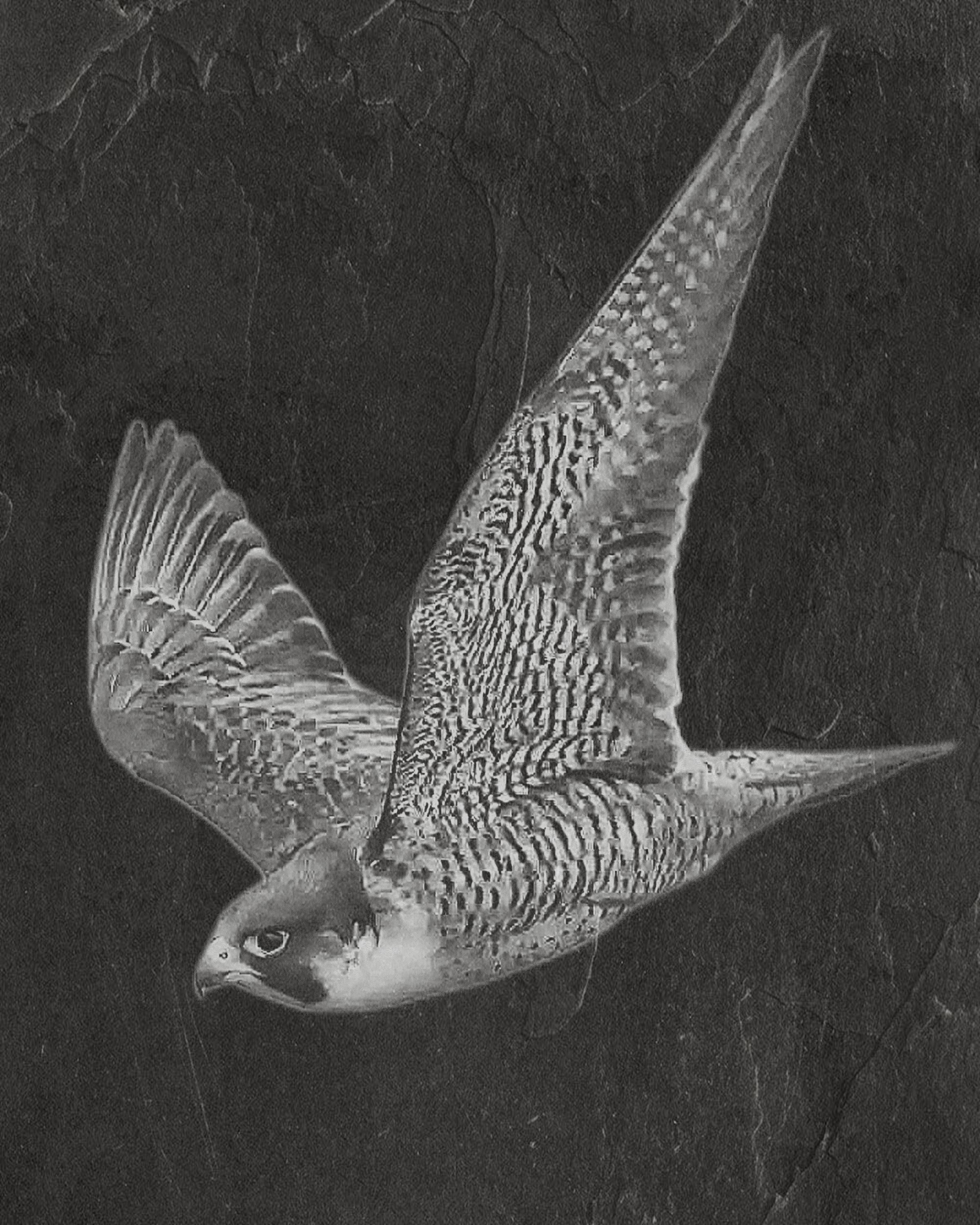 Peregrine Falcon PNG Bundle – Perched, Flying & Nesting with Chicks | 10 Files in 2 ZIPs