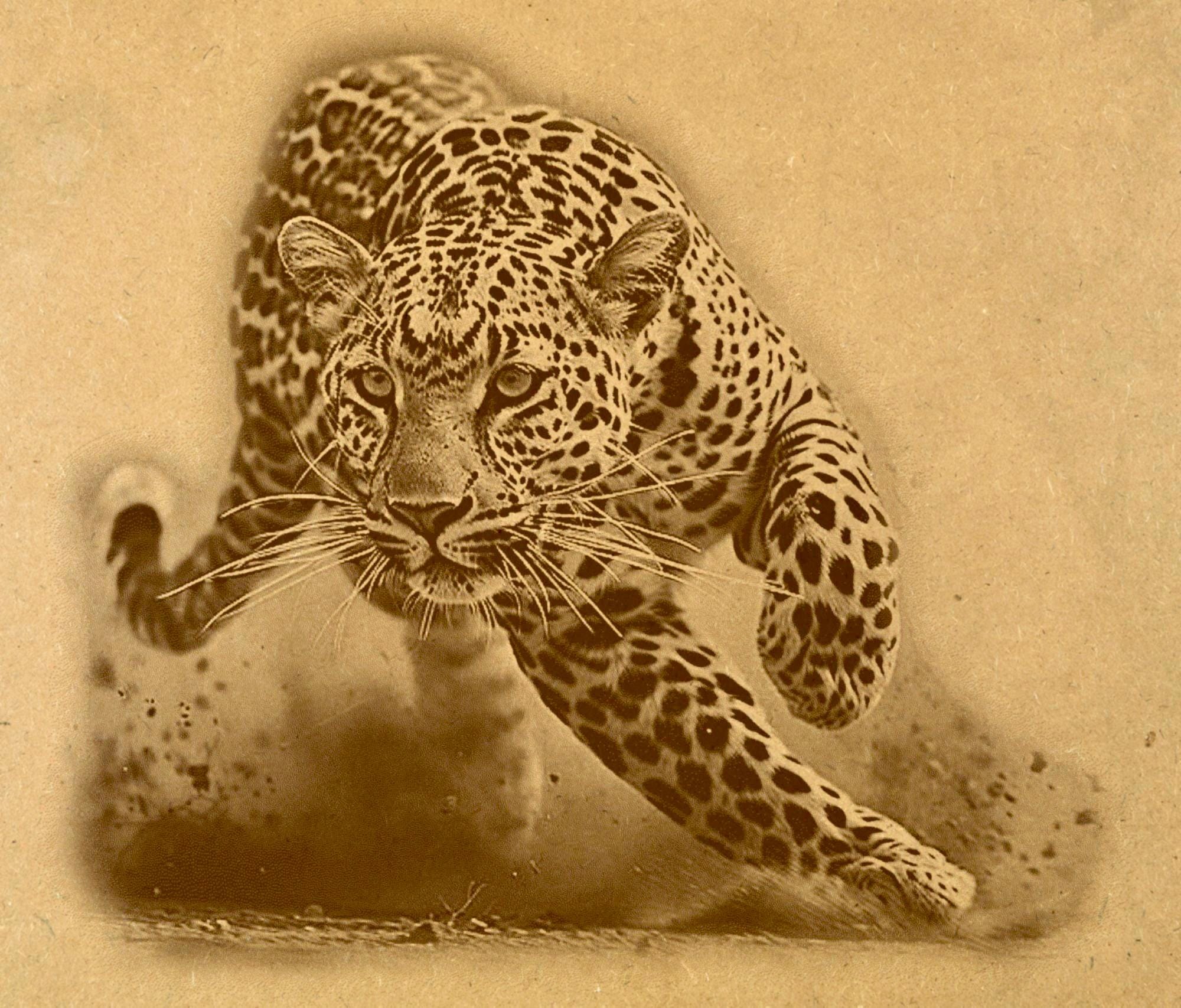 Leopard PNG Set – 5 Files | African Safari Wildlife | Laser Engraving Digital Download