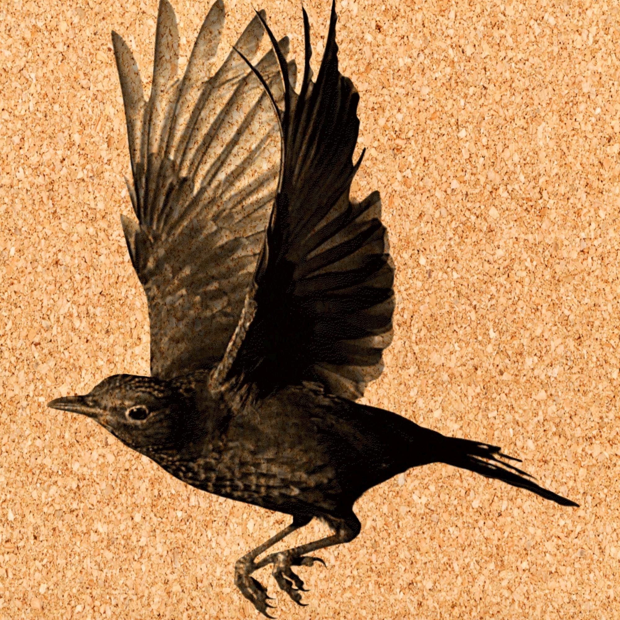 8 PNG files Mistle Thrush Bird PNG Bundle – Nesting, Flying & Woodland Poses | 8 Wildlife Clipart Downloads