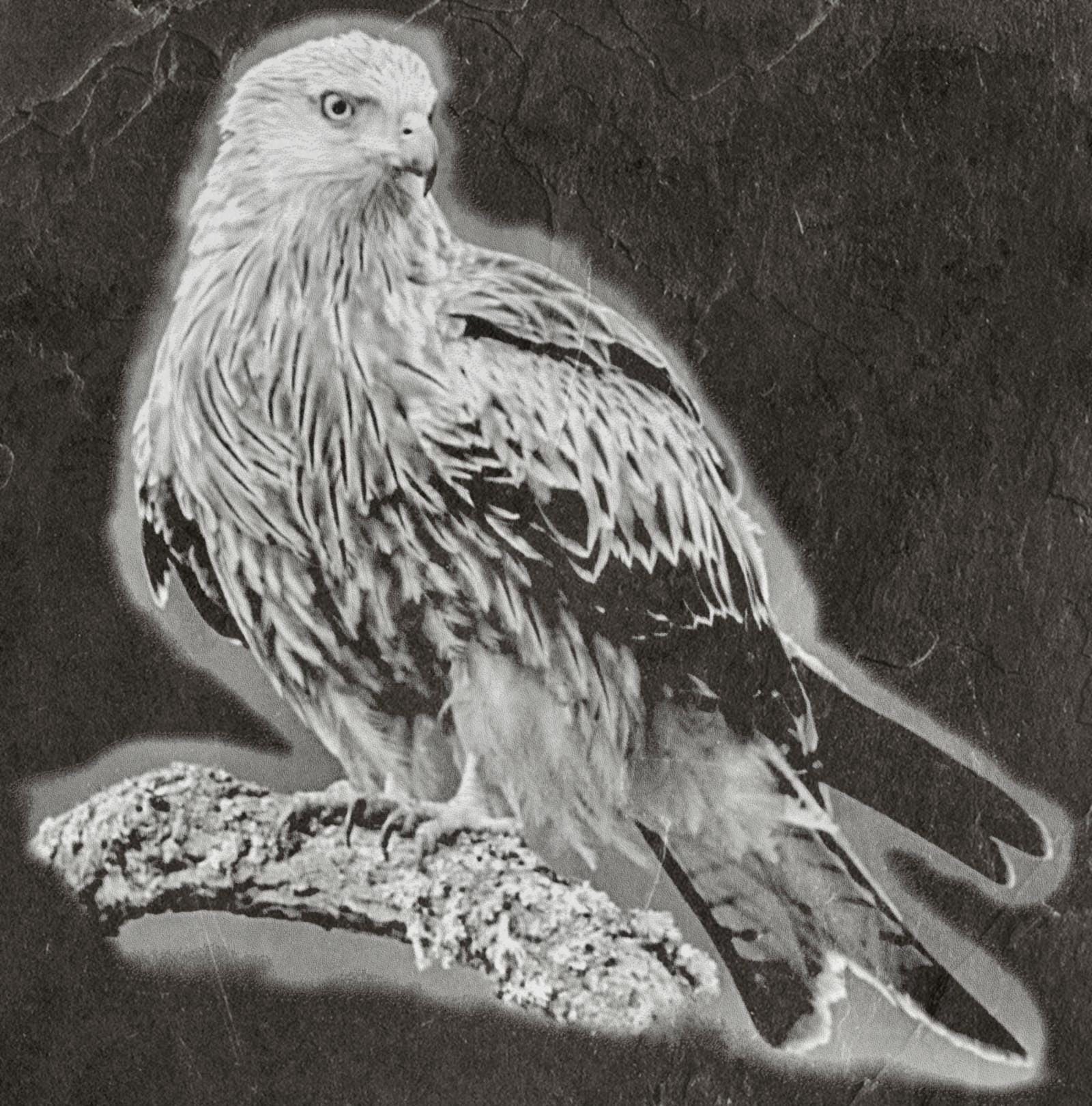 8 PNG files 2 zip files Red Kite Birds of Prey in Flight & Perched | Woodland Wildlife Art | British Bird Nature Design