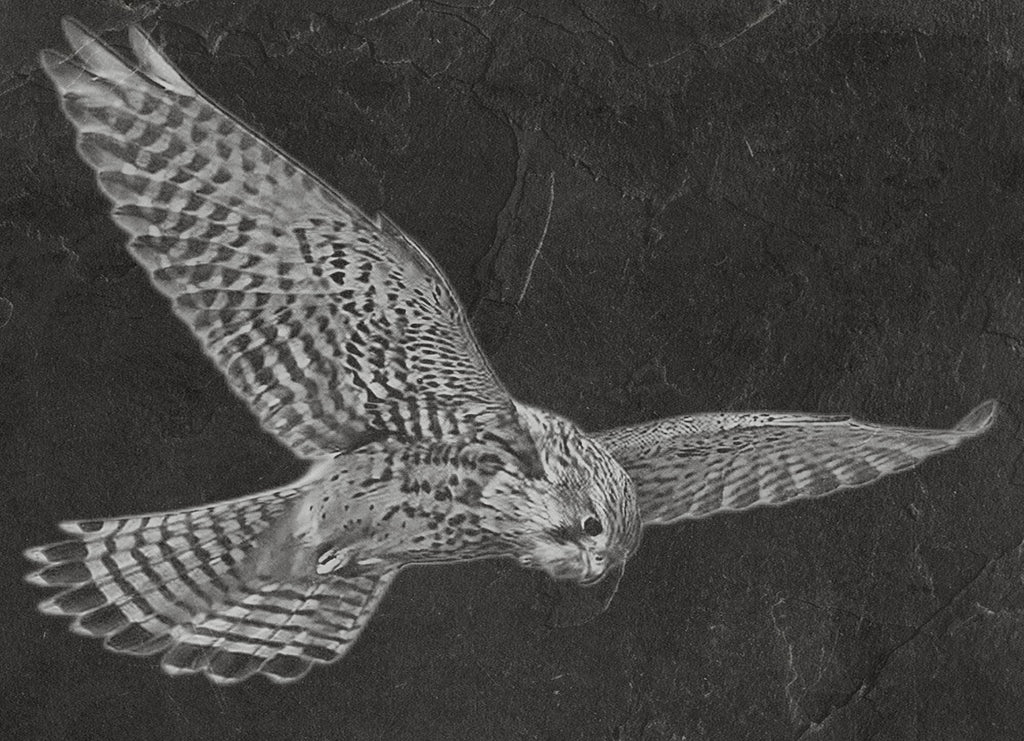 Common Kestrel digital zip download PNG Bundle – Falco tinnunculus in Flight & Perch | 10 png Files one ZIP