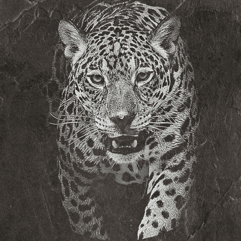 Leopard PNG Set – 5 Files | African Safari Wildlife | Laser Engraving Digital Download