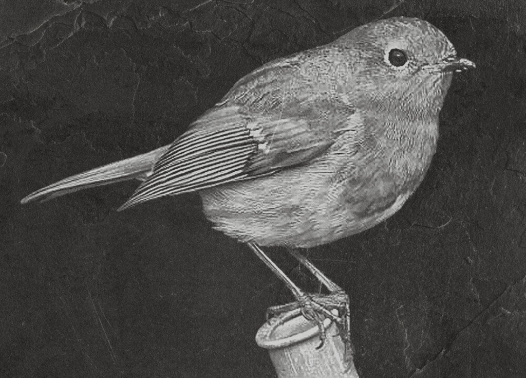 Robin PNG Bundle | European Robin Wildlife Art | 17 PNG Files – 2 ZIP Downloads laser engraving light burn