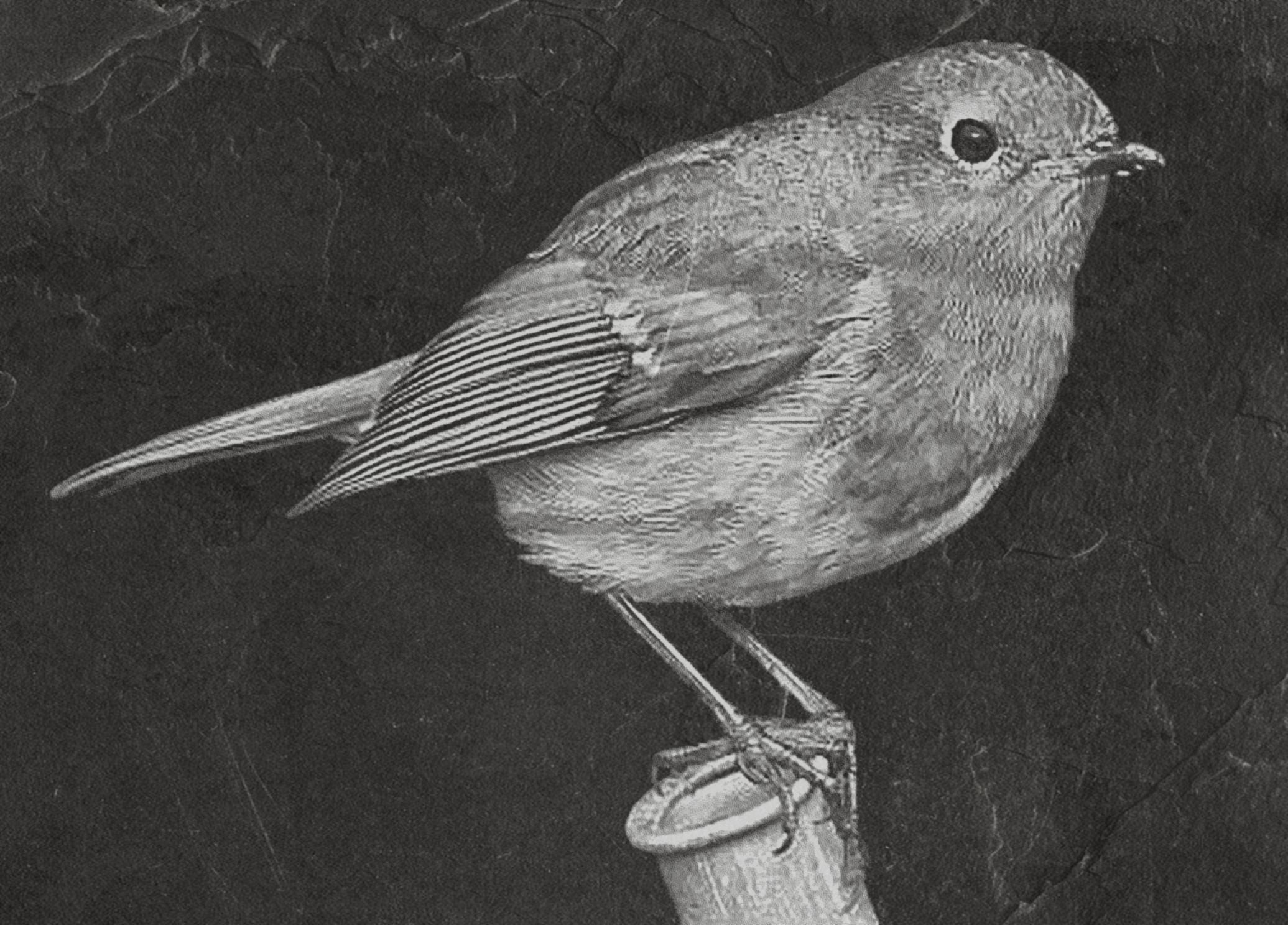 Robin PNG Bundle | European Robin Wildlife Art | 17 PNG Files – 2 ZIP Downloads laser engraving light burn