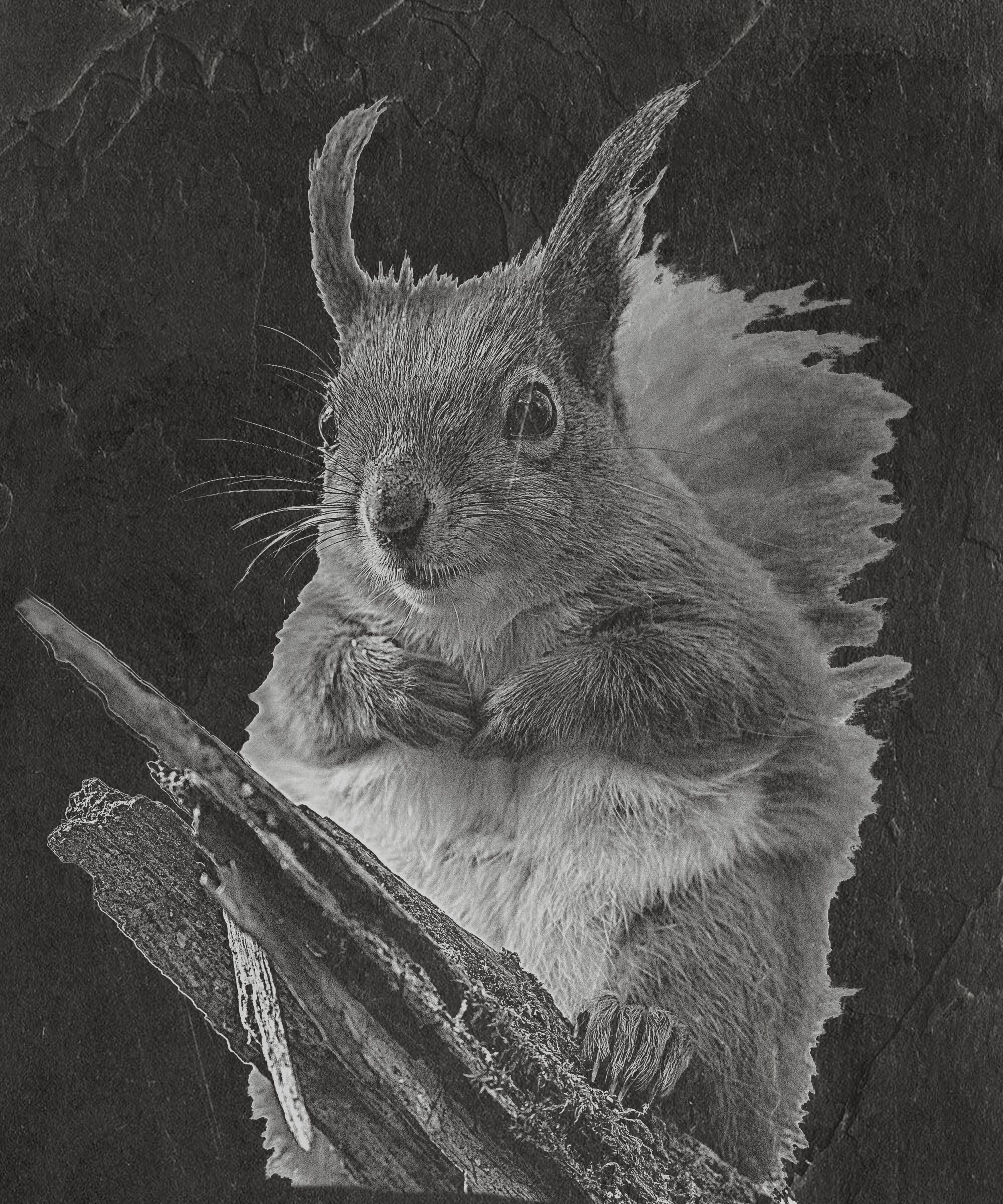 Red Squirrel PNG Set | Laser Engraving Files | 8 Wildlife Designs | Slate Engraving PNG | Digital Download