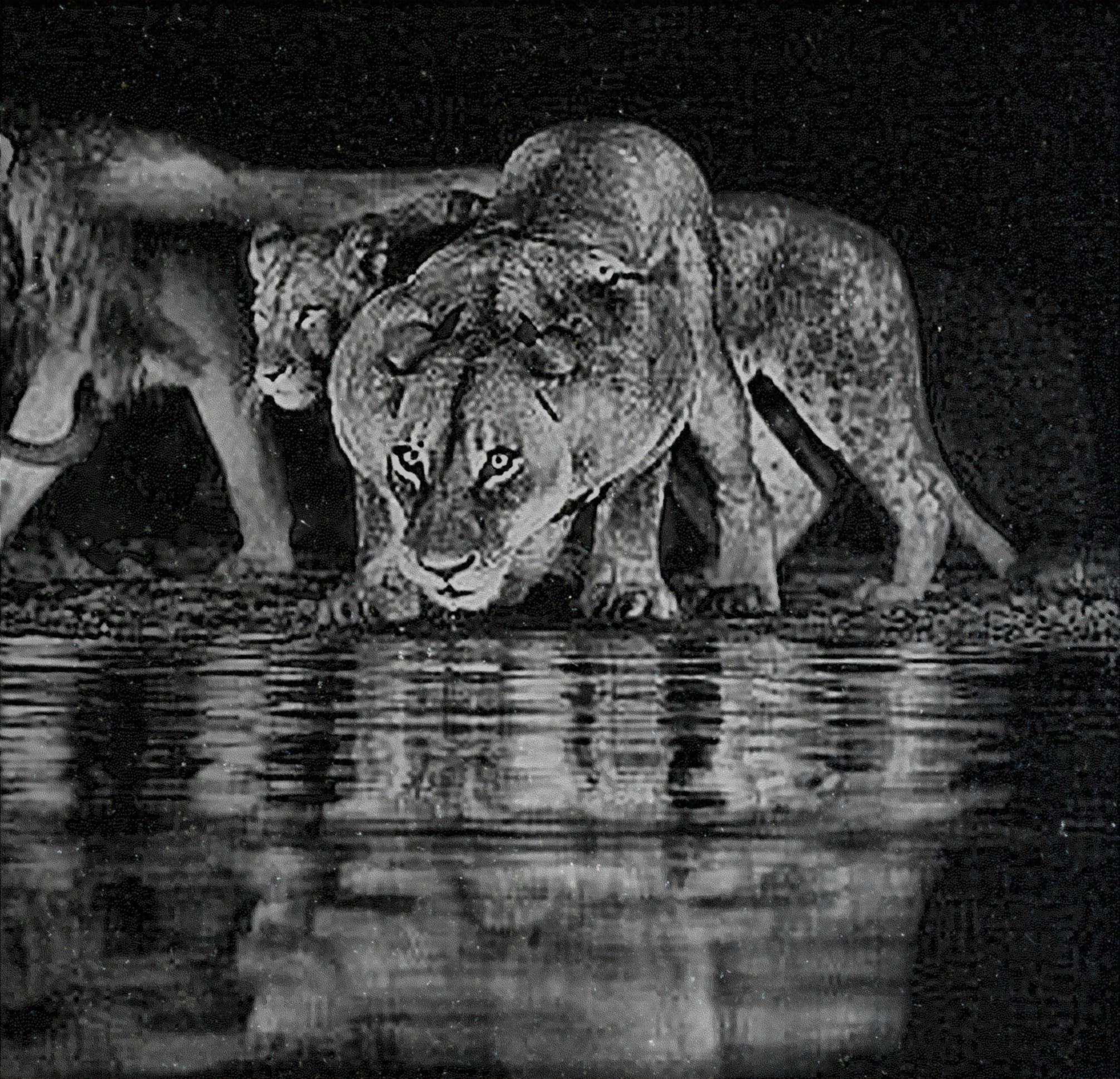 Lion at Waterhole PNG Bundle – 10 African Wildlife Images | Digital Download in 2  ZIP