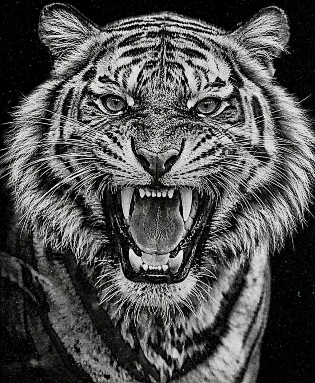 Big Cats Portrait PNG Bundle – Tigers, Cheetah, Puma & Jaguar | 16 Files in 3 ZIPs