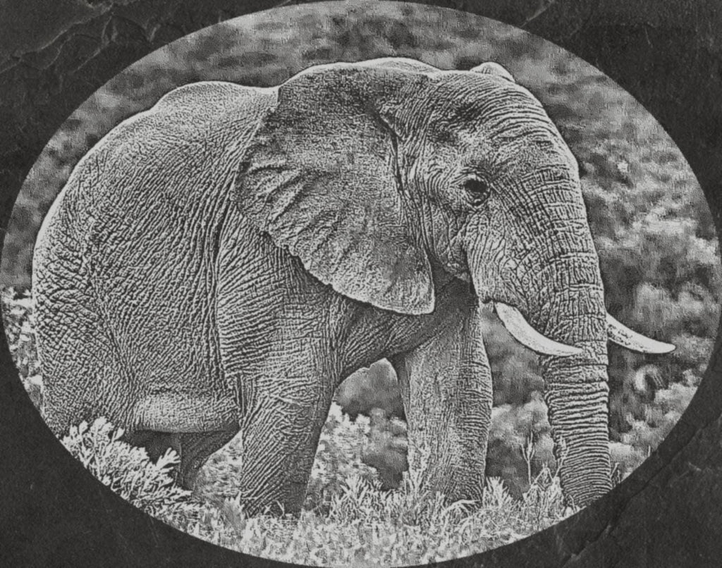 Elephant in Savannah PNG Bundle | African Elephant Wildlife Art | 14 PNG Files – 2 ZIP Downloads