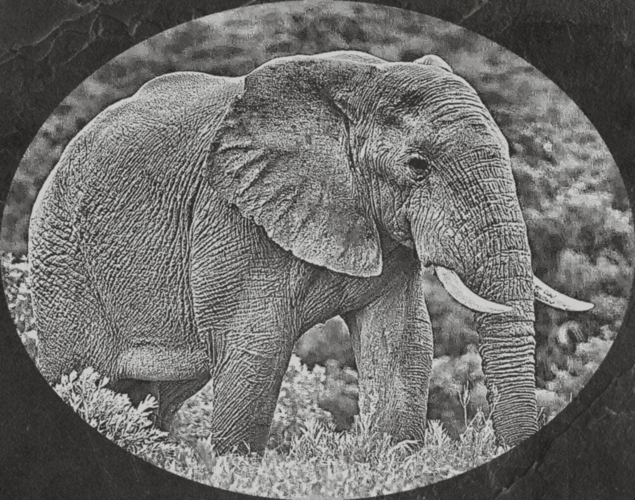 Elephant in Savannah PNG Bundle | African Elephant Wildlife Art | 14 PNG Files – 2 ZIP Downloads