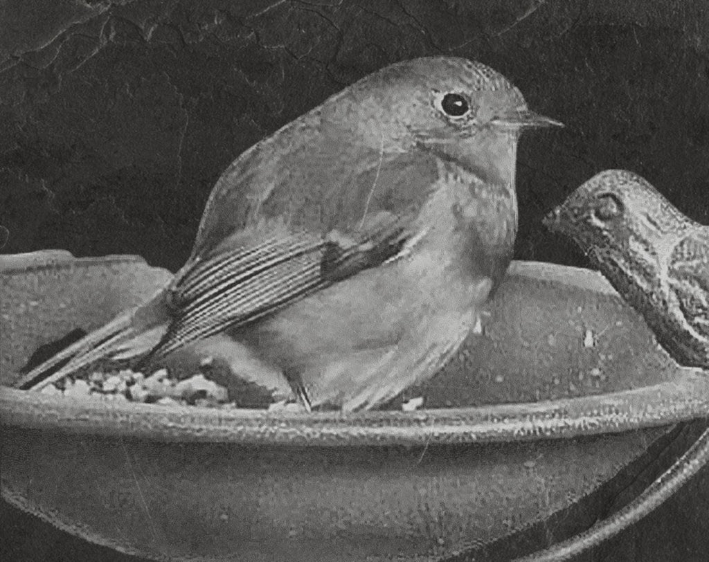 Robin PNG Bundle | European Robin Wildlife Art | 17 PNG Files – 2 ZIP Downloads laser engraving light burn