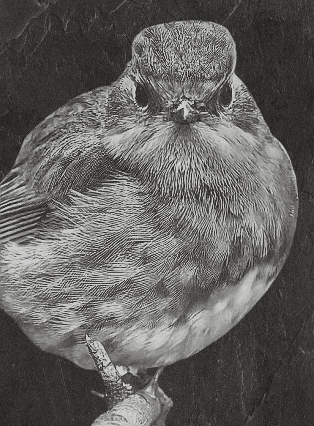 Robin PNG Bundle | European Robin Wildlife Art | 17 PNG Files – 2 ZIP Downloads laser engraving light burn
