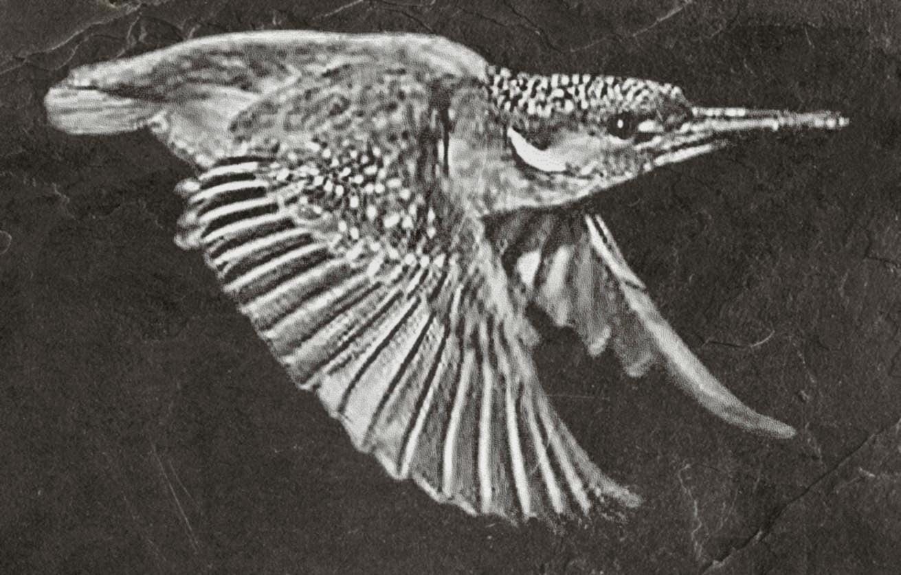 Kingfisher PNG Bundle | Kingfisher in Flight, Perched & Fish Catch | 12 PNG Files – 2 ZIP digital Downloads