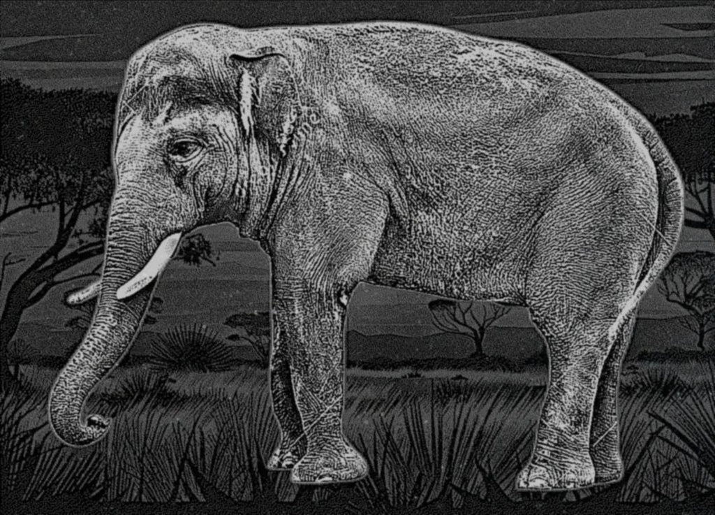 Elephant in Savannah PNG Bundle | African Elephant Wildlife Art | 14 PNG Files – 2 ZIP Downloads