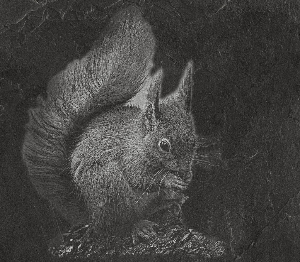 Red Squirrel PNG Set | Laser Engraving Files | 8 Wildlife Designs | Slate Engraving PNG | Digital Download