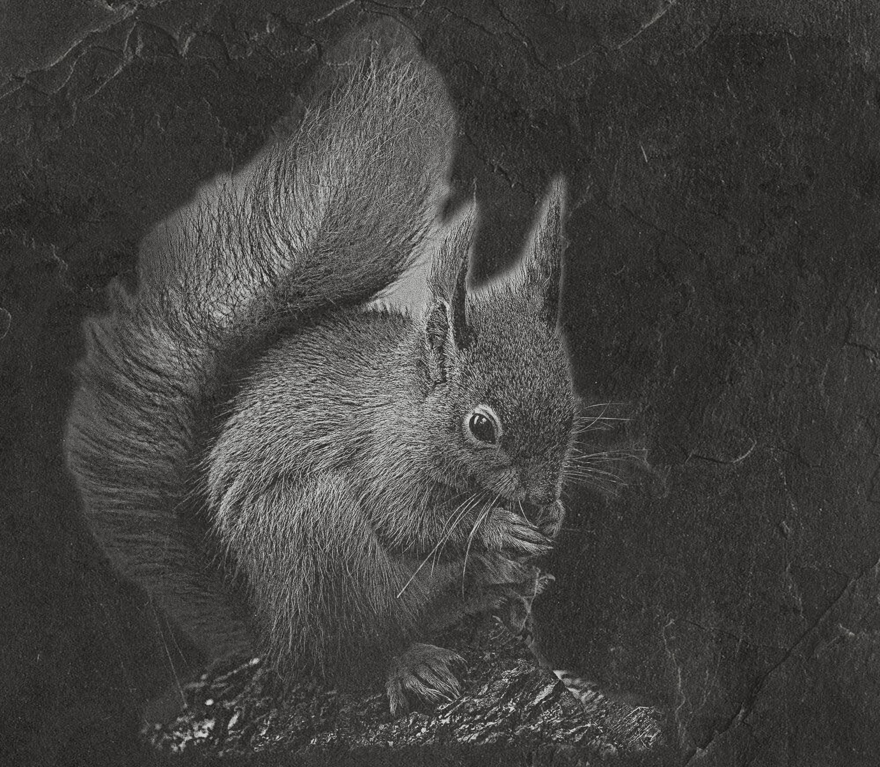 Red Squirrel PNG Set | Laser Engraving Files | 8 Wildlife Designs | Slate Engraving PNG | Digital Download
