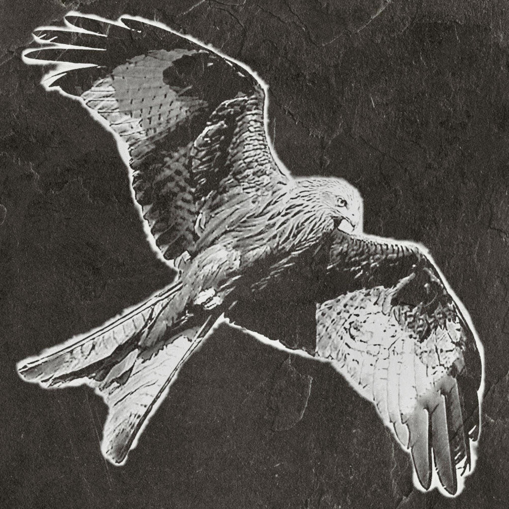 8 PNG files 2 zip files Red Kite Birds of Prey in Flight & Perched | Woodland Wildlife Art | British Bird Nature Design