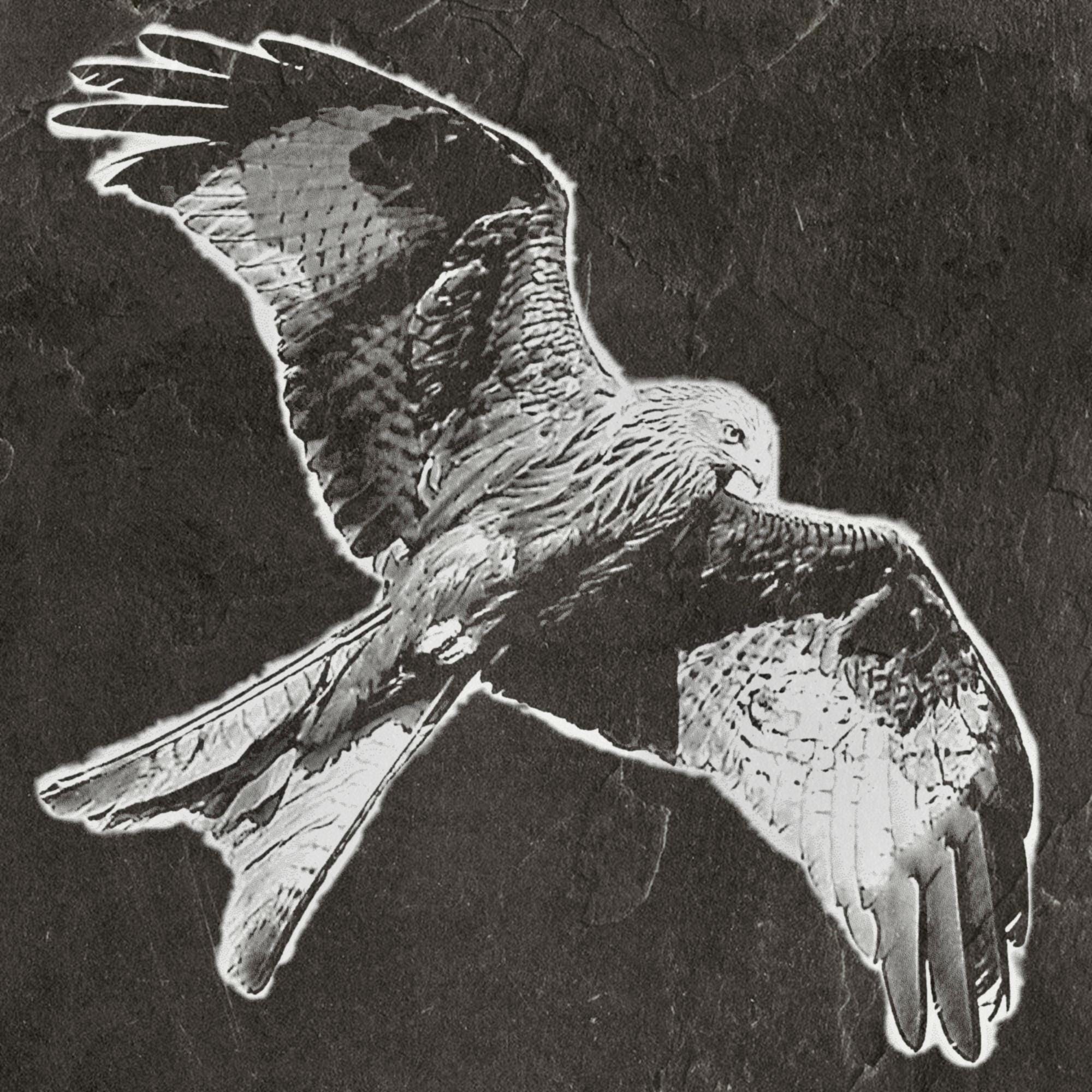 8 PNG files 2 zip files Red Kite Birds of Prey in Flight & Perched | Woodland Wildlife Art | British Bird Nature Design