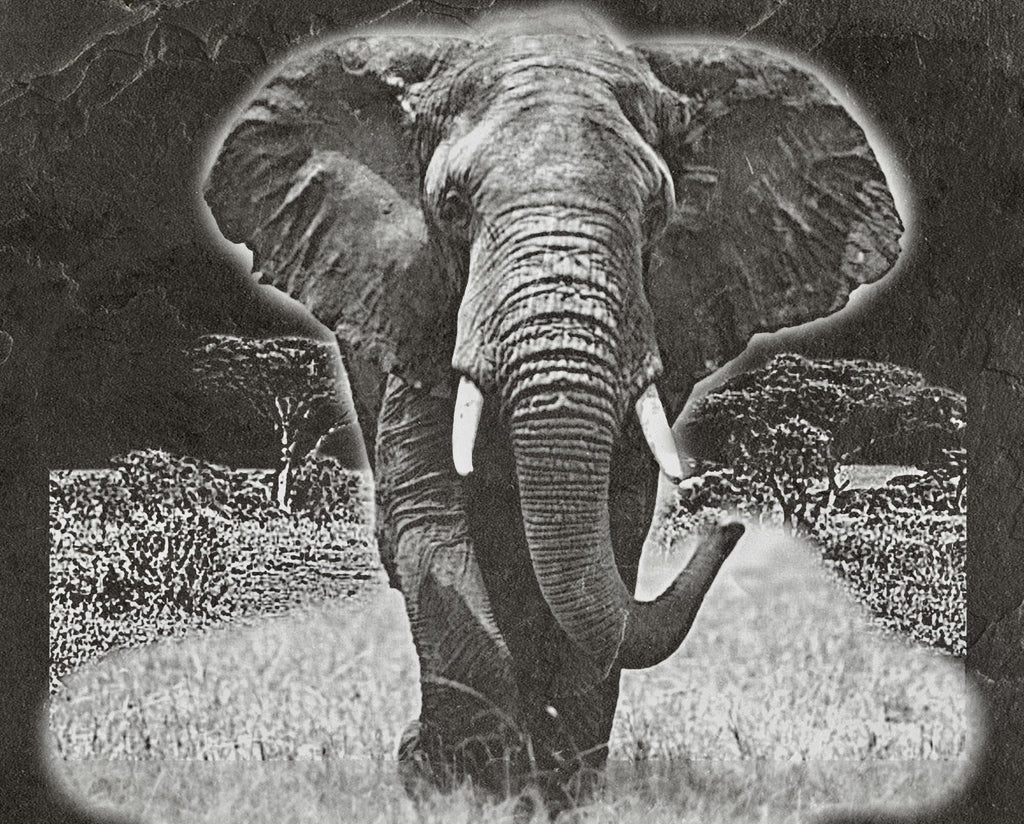 Elephant in Savannah 8  PNG files | Laser Engraving File | Wildlife Digital Download | Slate Engraving Design