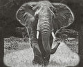 Elephant in Savannah 8  PNG files | Laser Engraving File | Wildlife Digital Download | Slate Engraving Design