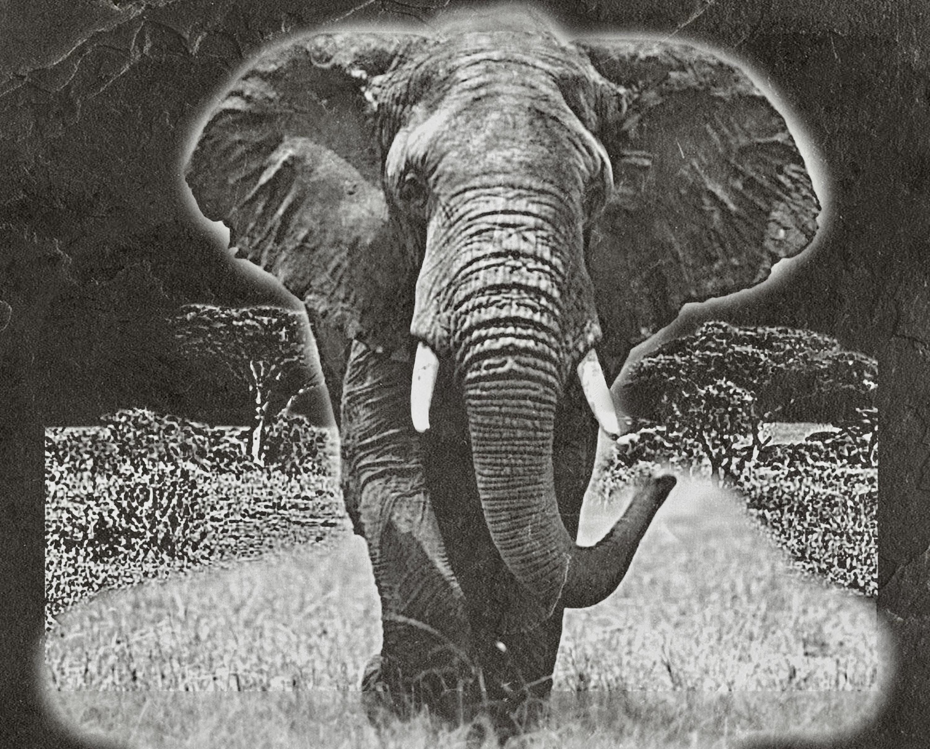 Elephant in Savannah 8  PNG files | Laser Engraving File | Wildlife Digital Download | Slate Engraving Design