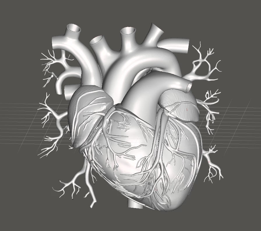 Anatomical Heart Model 250mm, Realistic Human Heart Sculpture, 3D Printed PLA, Medical Model, Anatomy Decor, Educational Gift