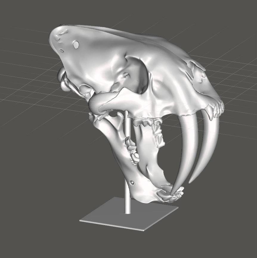 Smilodon Saber Tooth Skull 3D Print | Saber-Toothed Cat Fossil Replica | Prehistoric Skull Model | Desk Decor | Ice Age Gift | PLA Resin Nylon | 160mm