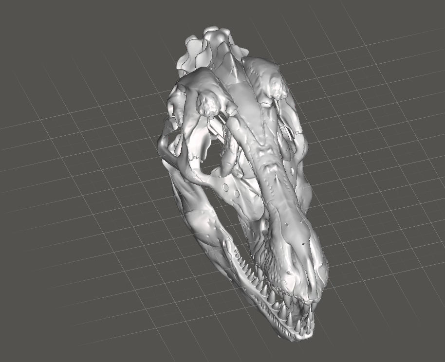T-Rex Skull 250mm | 3D Printed Tyrannosaurus Rex Skull Replica | Collectible Prehistoric Sculpture