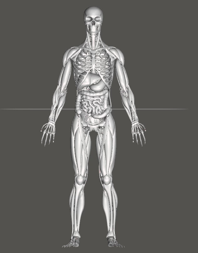 Human Anatomy Model 3D Print – Skeleton & Organs Figure | Educational Medical Model | PLA Nylon Resin | Desk Decor | Anatomy Gift